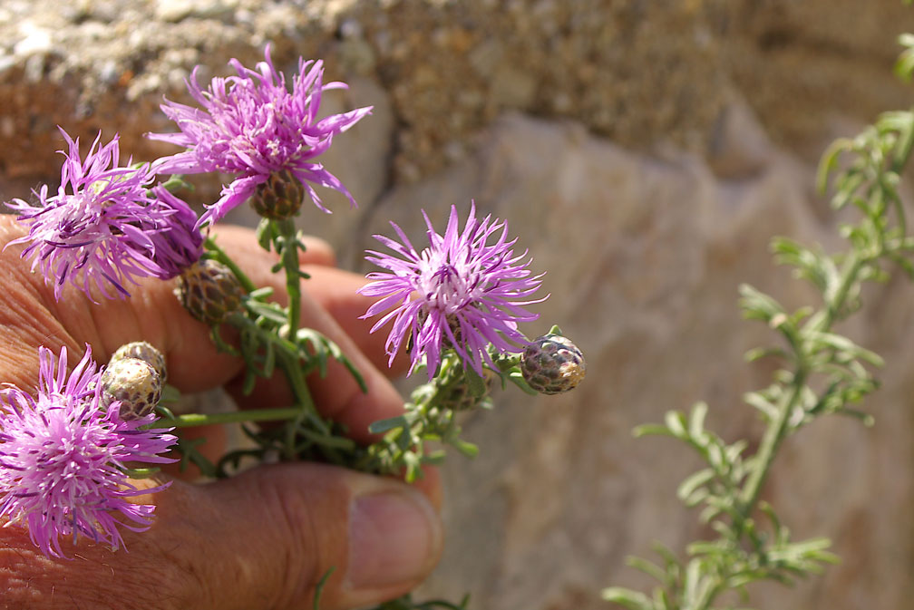 Centaurea aplolepa  / Fiordaliso tirreno